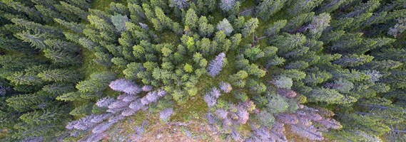 Barkborreskadad skog: Hur akut är det med virket?