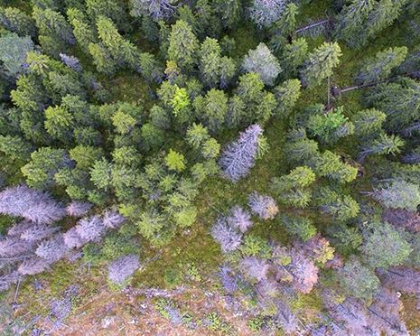 Barkborreskadad skog: Hur akut är det med virket?