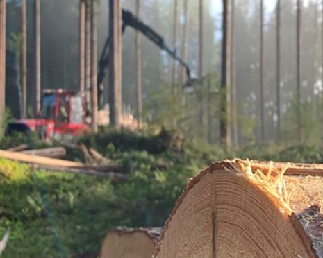 Höga virkespriser trappar upp tempot