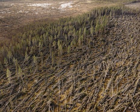 Stormen Hans slog hårt mot skogsägare i Västerbotten