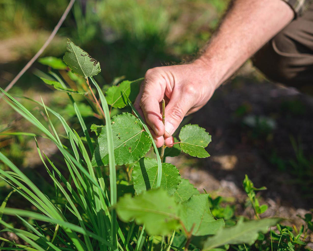 planta löv.jpg