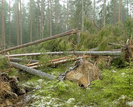 Nu brukas skogen som föll efter Gudrun