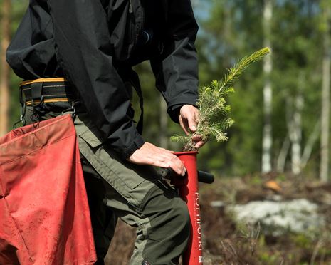 Så  lyckas du med föryngringen