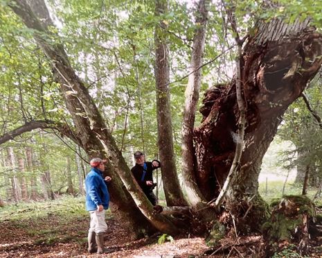 Klimat, naturvård och diversitet i kombination med avkastning - från den egna skogen