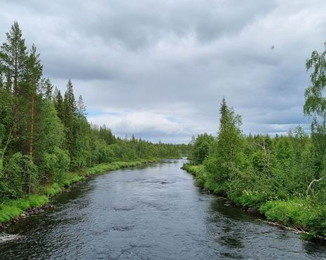 Ekopark Varjisån - ett stycke vild Norrbottensnatur