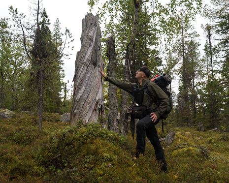 Naturvärden