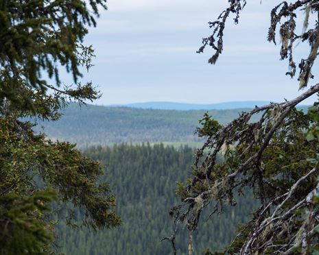 Ekopark Luottåive - barrnaturskogarnas och myrmarkernas ekopark