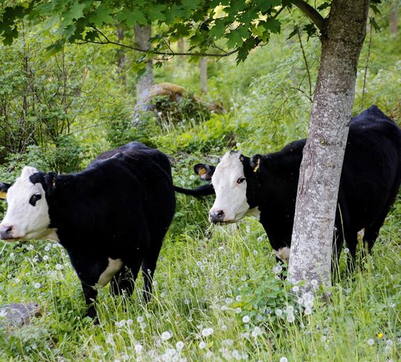 Betesdjur i Ekopark Omberg