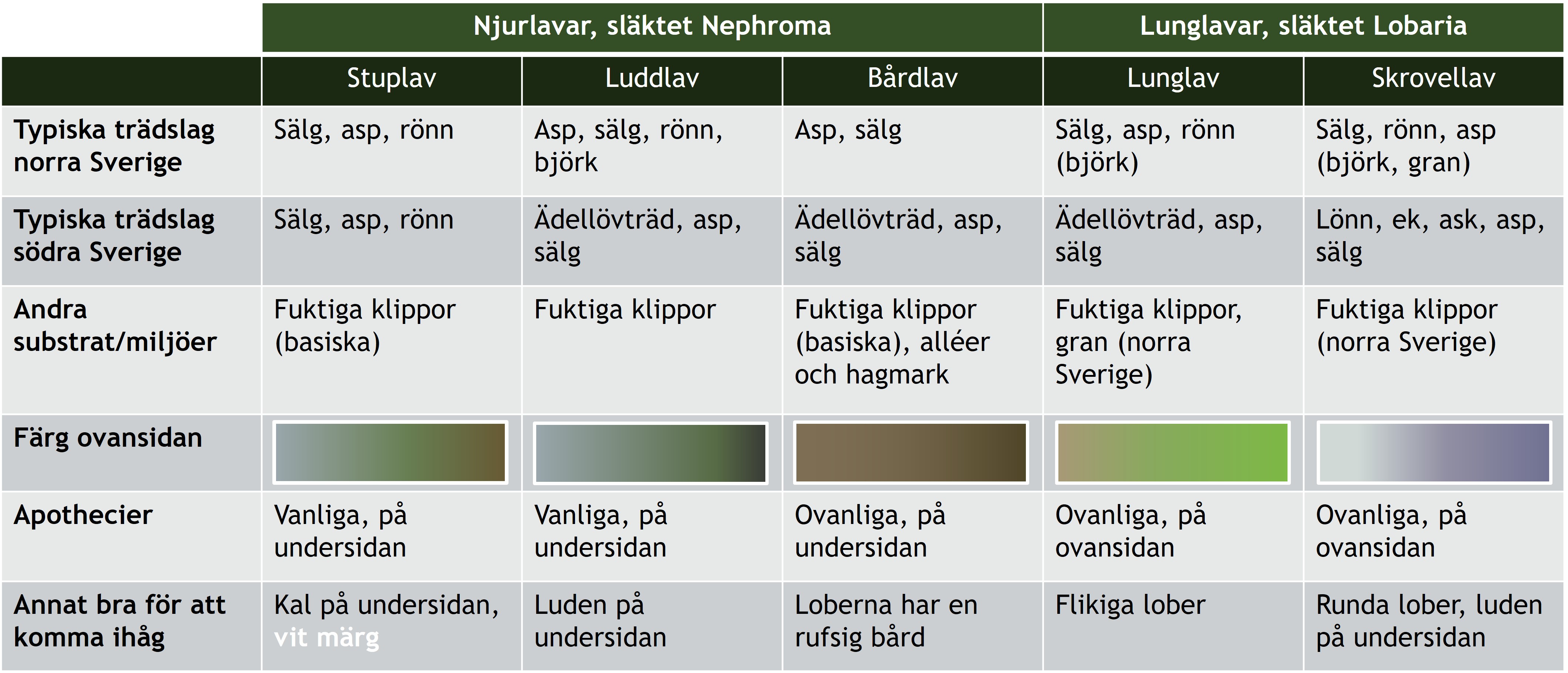 jämförelser lavar.jpg