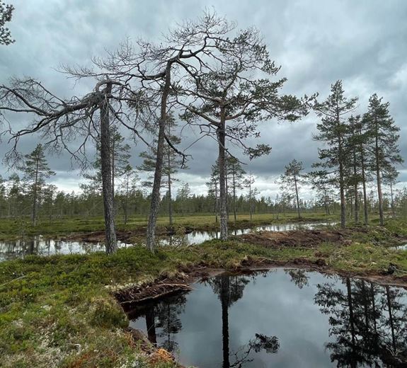 Flarkmyr i södra Norrland