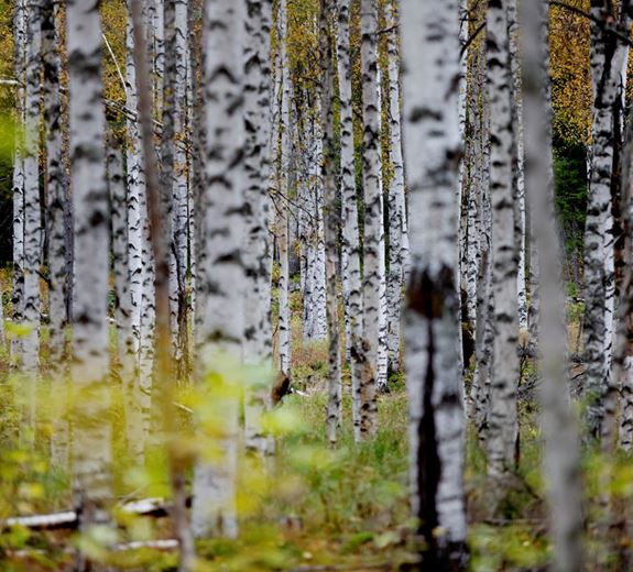 Lövskog i Ekopark Rosfors