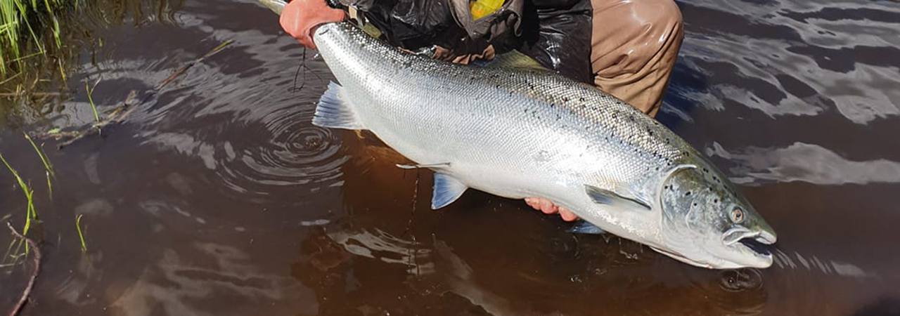 Meet the salmon in the Svängsta stretch