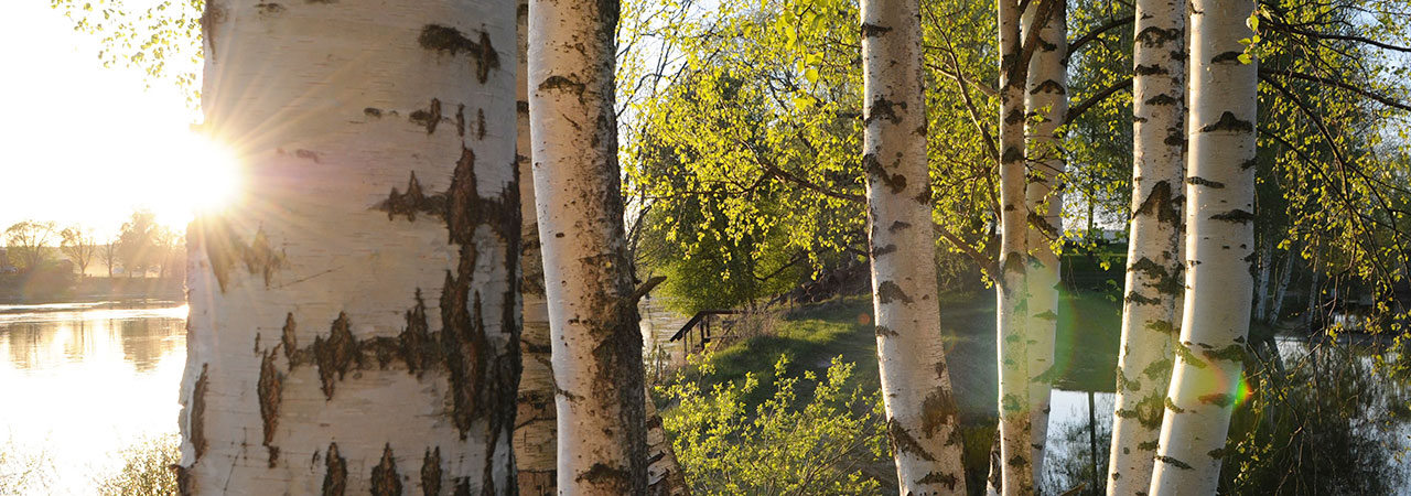 Synpunkter på Sveaskogs certifierade skogsbruk