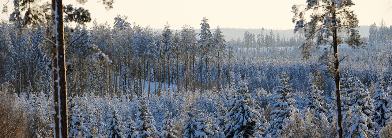 Vinterskog