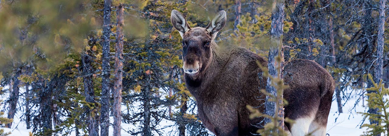 Sveaskogs jaktwebb i ny fas – ökar antalet jägare